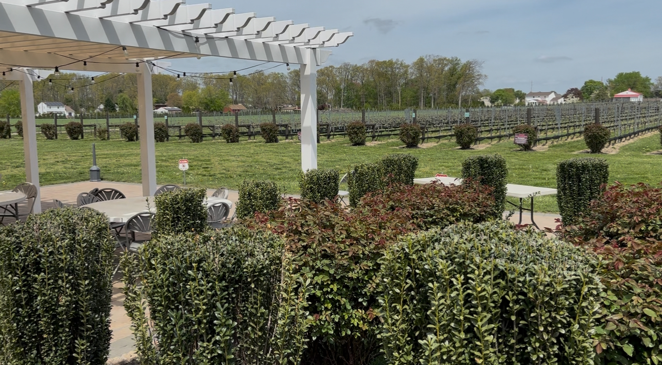 Blue Cork Winery: A Scenic Family-Owned Vineyard in New Jersey
